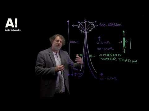 Thumbnail for What is wood (13) Water transportation by Aalto University - Wood Science