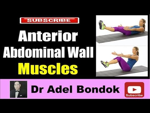 Thumbnail for Anterior Abdominal Wall Muscles, Dr Adel Bondok Making Anatomy Easy by Dr Adel Bondok Anatomy Channel