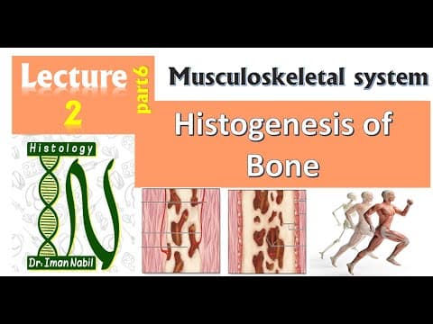 Thumbnail for 2f-Histogenesis Osteogenesis of bone Part2 تكوين العظام الجزء الثانى by Dr. Iman Nabil Histology for medical students