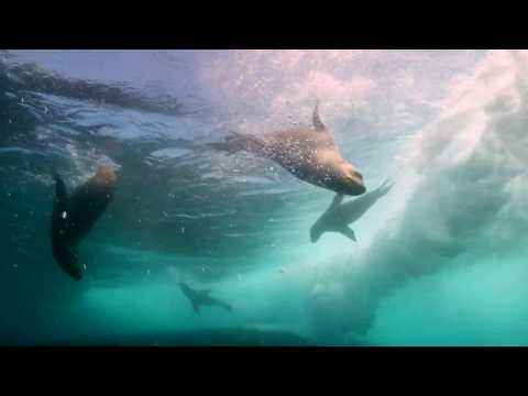 Thumbnail for How to Save Our Planet by WWF International