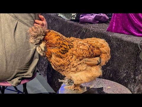 Thumbnail for Flock flags innocent man for arrest, OVER & OVER AGAIN  by Louis Rossmann