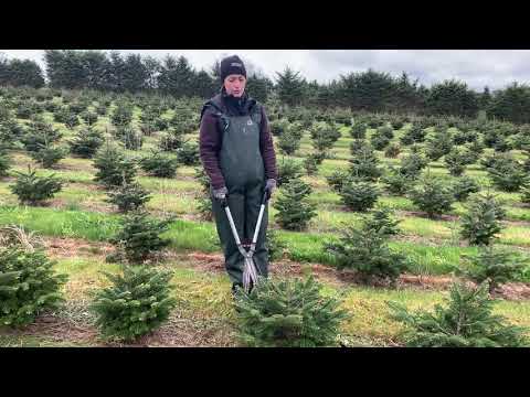 Thumbnail for Formschneiden - Unsere Bäume bekommen derzeit einen neuen Haar- bzw. Nadelschnitt. 🎄🌲 by Tannenhof Wohlgenannt