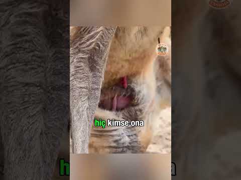 Thumbnail for Hayatta Kalmak İçin Tırmanmak Zorunda..🦘 by Derin Yansıma