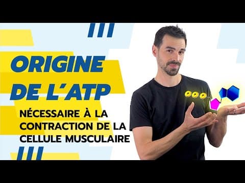 Thumbnail for COURS DE TERMINALE SPÉCIALITÉ SVT CHAP.17: ATP et CONTRACTION MUSCULAIRE by Bio Logique