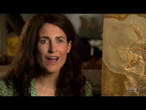 Thumbnail for Grandes Transiciones: El Origen de las Aves | HHMI BioInteractive Video by biointeractive