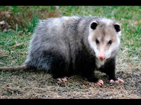 Thumbnail for 15 Amazing Facts about the Opossum by Back the Truck Up