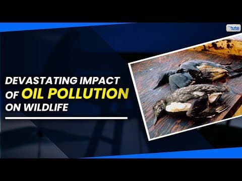 Thumbnail for 🌊See the Devastating Impact of Oil Pollution on Wildlife | Letstute by Let'stute