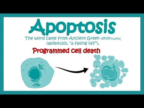Thumbnail for Apoptosis | Apoptosis in Pathological and Physiological context | Molecular pathway of apoptosis by Animated biology With arpan