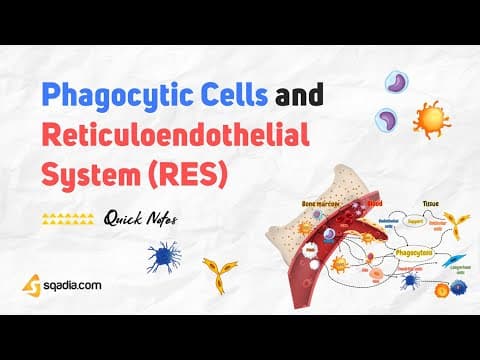 Thumbnail for Phagocytic Cells and Reticuloendothelial System (RES) by sqadia.com