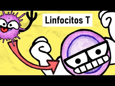 Thumbnail for LINFOCITOS T | Activación, Subpoblaciones y Funciones by Inmunobichos