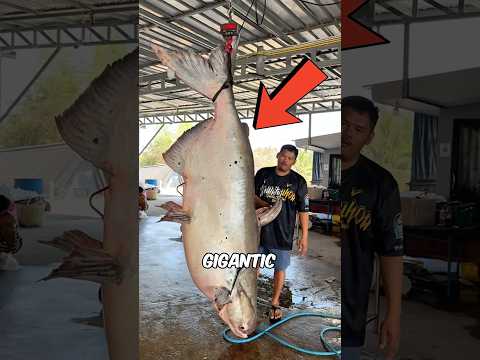 Thumbnail for the largest fish ever caught by Mr. Lizard