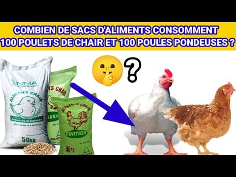 Thumbnail for Combien de sacs d'aliments consomment 100 poulets de chair et 100 poules pondeuses by L'ACADÉMIE DES ÉLEVEURS