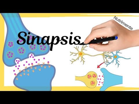 Thumbnail for La SINAPSIS  [Transmisión de información entre neuronas] by Nutrimente