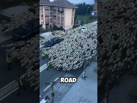 Thumbnail for Where Are All These Sheep Going 😱 by Crazy Facts 