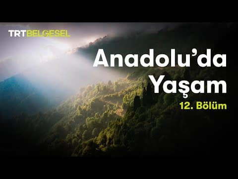 Thumbnail for Anadolu'da Yaşam | Karadeniz Bölgesi | TRT Belgesel by TRT Belgesel