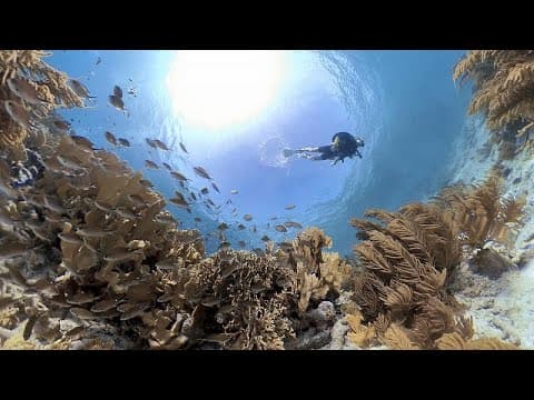 Thumbnail for La supervivencia de los corales ante la amenaza del cambio climático by euronews (en español)