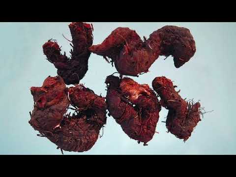 Thumbnail for Гірчак by Ольга Щербакова