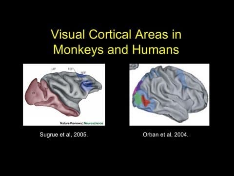 Thumbnail for James Rilling - Human Brain Specializations Related to Language by University of California Television (UCTV)