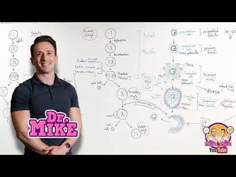 Thumbnail for Oogenesis, Folliculogenesis, and Spermatogenesis by Dr Matt & Dr Mike