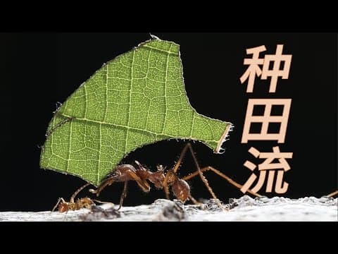 Thumbnail for 【鬼谷闲谈】切叶蚁：农 or 奴？小蚂蚁和真菌不得不说的爱恨情仇！ by 芳斯塔芙