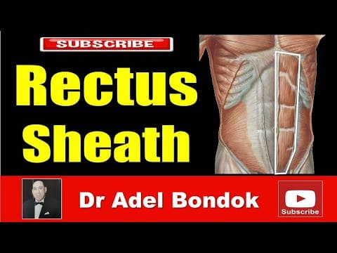 Thumbnail for Rectus Sheath, Dr Adel Bondok Making Anatomy Easy by Dr Adel Bondok Anatomy Channel