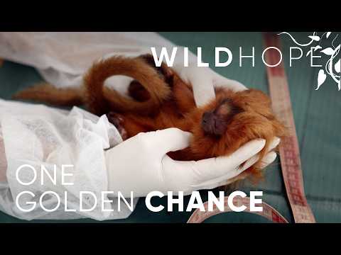 Thumbnail for The Two Times We Saved Golden Lion Tamarins from Extinction | WILD HOPE by Nature on PBS