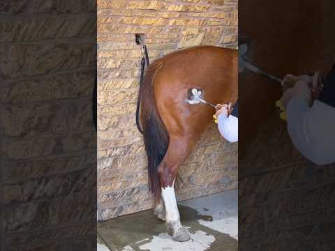 Thumbnail for Horse Branding by ExplainFuel