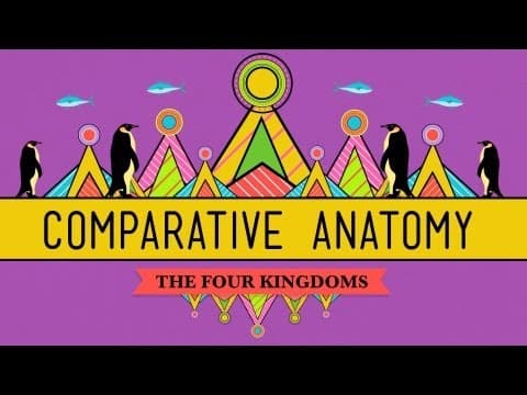 Thumbnail for Comparative Anatomy: What Makes Us Animals - Crash Course Biology #21 by CrashCourse