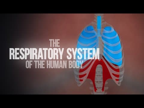 Thumbnail for Respiratory System of the Human Body - How the Lungs Work! (Animation) by Thomas Schwenke