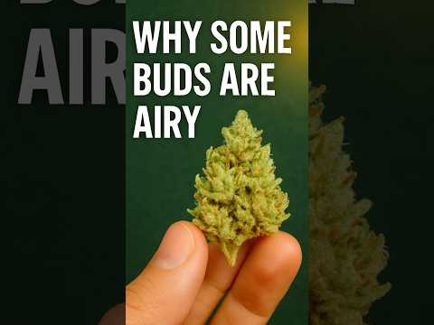 Thumbnail for What Causes Airy And Fluffy Cannabis Buds (And How to Avoid It Next Time) by Bud Fellas