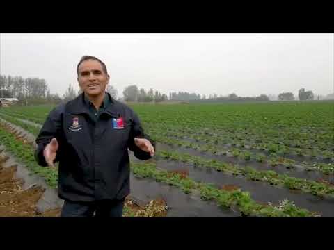 Thumbnail for El rol del extensionista - Gastón López Castro by CIRA Biobío - Ñuble