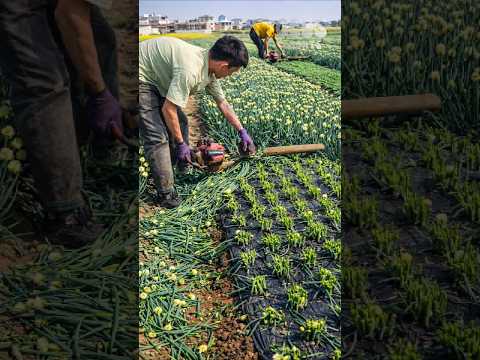 Thumbnail for Why harvest scallions like this? 😮 #shorts by Geus Shorts