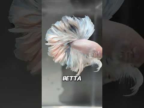 Thumbnail for Why Force Live Fish Into Tiny Bottles? by WonderBites