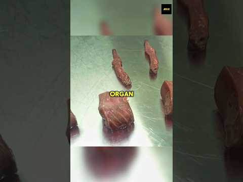 Thumbnail for Oscar Makhluk Mengerikan yang Bikin Jutaan Orang Ketakutan by Jhelo