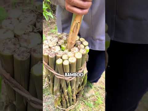 Thumbnail for Smart Way Farmers Carry Bamboo Shoots Without Damaging the Tips by Grandpa Kimo