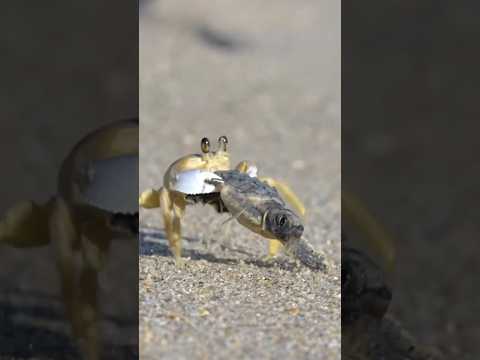 Thumbnail for #miniatureart by FactoGram