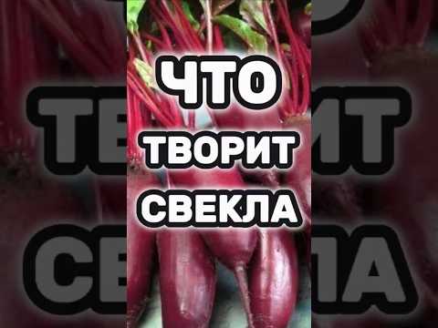 Thumbnail for Ешьте свёклу каждый день, вот что произойдёт с вашим организмом! by Важно о здоровье 