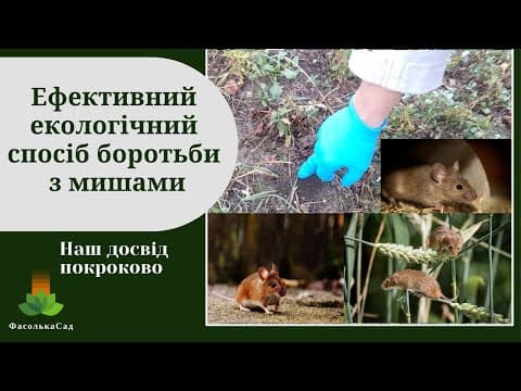 Thumbnail for Як позбутися гризунів в саду і на дачі. Ефективний екологічний спосіб.  Наш досвід боротьби з мишами by ФасолькаСад