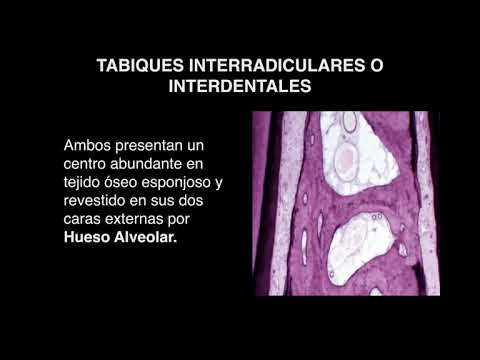Thumbnail for Histologia del hueso alveolar by Cristian Rosas
