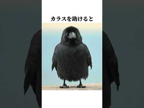 Thumbnail for 【カラス】の面白い雑学 #shorts #鳥ビア #雑学 by 今日の雑学