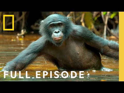 Thumbnail for Rainforest Queens: Bonobo Survival (Full Episode) | Queens by National Geographic
