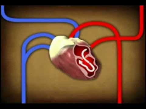 Thumbnail for The Circulatory System by Dale Holadia