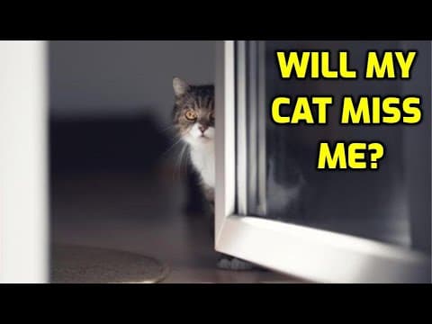 Thumbnail for What Do Cats Think When You Leave The House? by Senior Cat Wellness