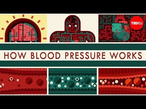 Thumbnail for How blood pressure works - Wilfred Manzano by TED-Ed