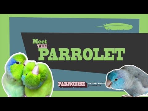 Thumbnail for Parrotlet Guide in 5 Minutes by Parrodise