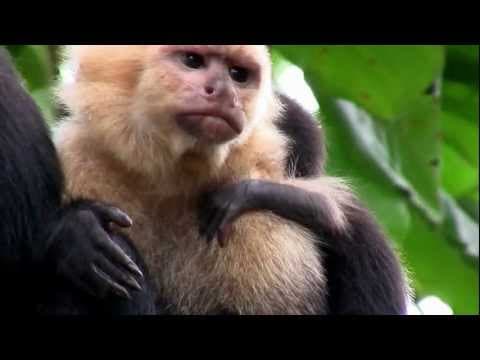 Thumbnail for Primates- What is a Primate? by Odyssey Earth