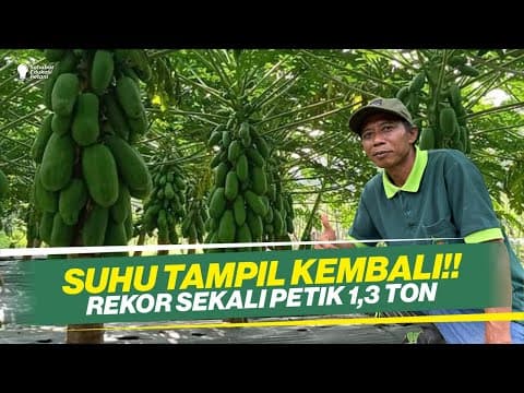 Thumbnail for HADIR DALAM VERSI BEDA‼ KIAT SUKSES BUDIDAYA PEPAYA‼ by Mitra Bertani TV