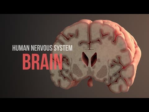 Thumbnail for Human Nervous System (Part 2) - How the Brain Works! (Animation) by Thomas Schwenke