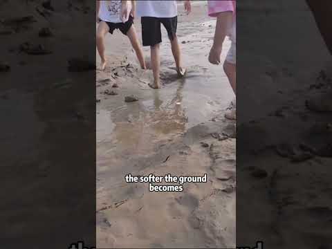 Thumbnail for Is this soil dangerous? by KnowTube