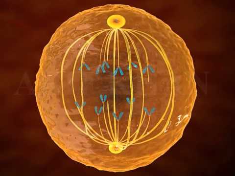 Thumbnail for mitosis 3d animation | Phases of mitosis | cell cycle and cell division | mitosis and meiosis by Creative Learning
